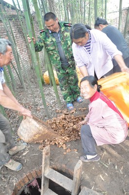 沃爾瑪四川采購(gòu)人員赴四川蘆山天全縣落改村與農(nóng)戶對(duì)接現(xiàn)場(chǎng)收購(gòu)滯銷生姜